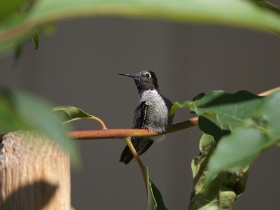 IMG 00718