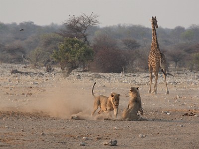 IMG 6569