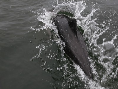 IMG 4338