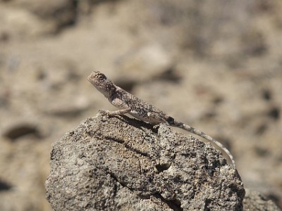 P000454