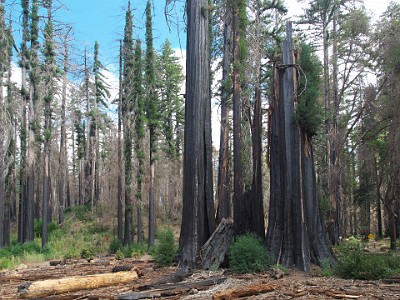 P000455