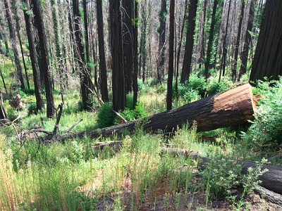 P000461
