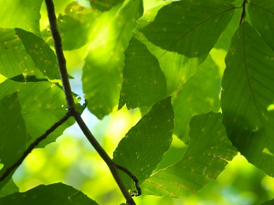 P000423